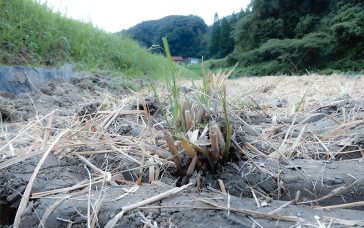 稲刈りを無事に終えました