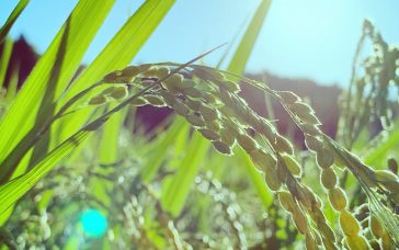 美味しいお米が今年も実った！